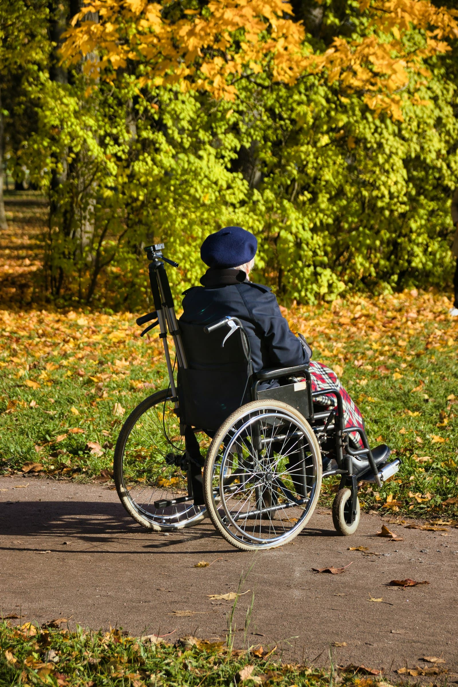 A person using a wheelchair on a tree-lined path
